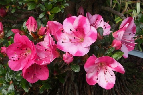 Kobai azalea rhododendron - ~~kobai,