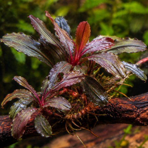 Bucephalandra red live - bucephalandra,