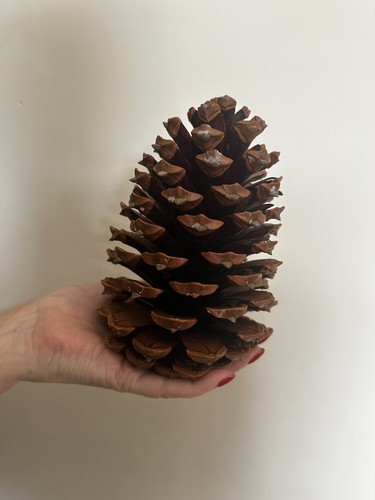 Extra large maritima pine - extra,