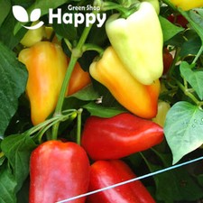 VEGETABLE SWEET PEPPER MONANTA 20 SEEDS - OUTDOOR PEPPER YELLOW RED HEART SHAPED