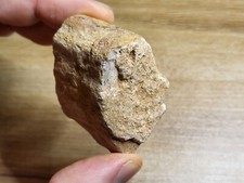 Dinosaur bone kem - kem, fossil