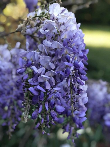 Wisteria sinensis blue 6ft - sinensis,