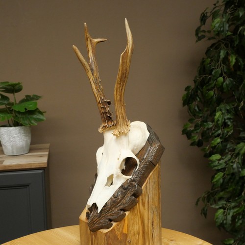 Rehbock deer antler set - rehbock,