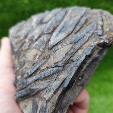 Belemnite deathbed North