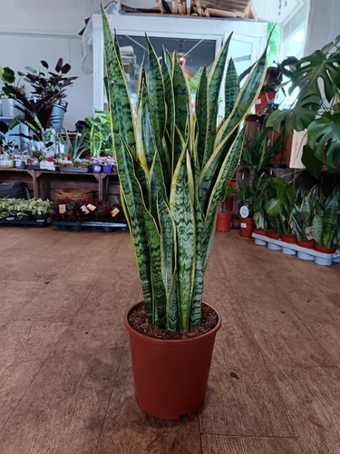 Large snake plant - large,