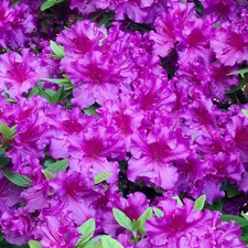Azalea Japonica Plant Purple | Hardy Flowering Outdoor Garden Shrub | Pack of 2