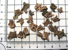 Pleistocene ice age siren - age,