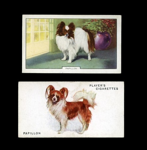 Papillon butterfly dog vintage - butterfly,