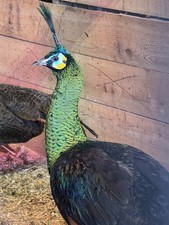 🗣️🦚RARE!! HYBRID! HIGH