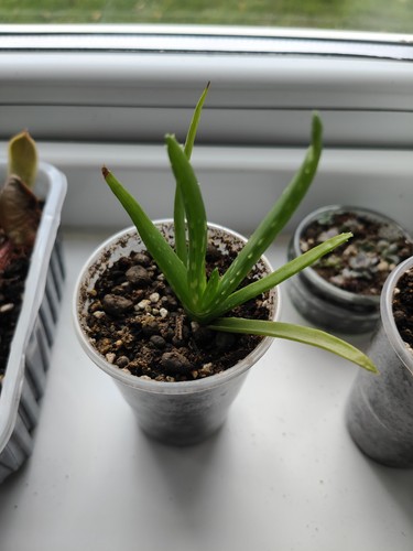 Aloe vera small - small, potted