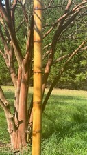 Extra large bamboo poles 3.5