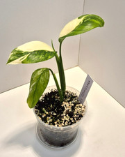 Monstera Lechleriana Albo
