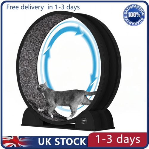 Cat exercise wheel - wheel,
