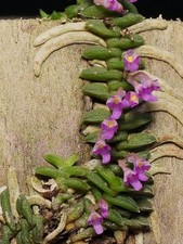 Rare Schoenorchis scolopendria