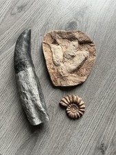 Dinosaur Fossil Replicas 1 Of