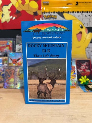 Rocky mountain elk - mountain, life