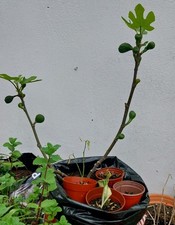 Mature years old healthy - old,