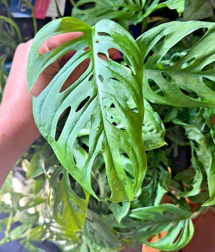 Rare monstera adansonii - adansonii, swiss