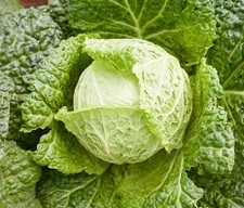 Savoy Cabbage Seeds Vertus 2 -