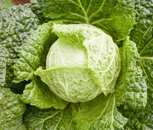 Savoy cabbage seeds - seeds, vertus