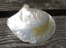 Large 9"  Mother Of Pearl Oyster Sea Shell - Natural 23cm by 19.5cm