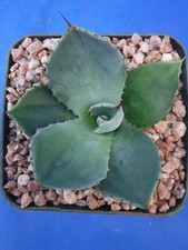 Agave parryi var. truncata