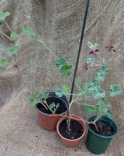 Scented pelargonium - scented,
