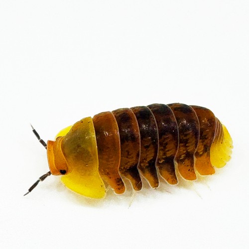Isopod factory cubaris sp - isopod,