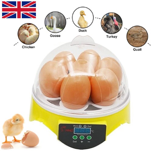 Eggs incubator automatic - eggs,