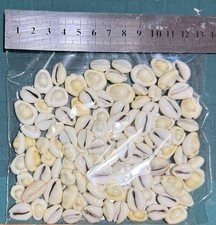 100 Cowrie Shells for Jewelry