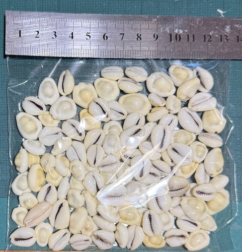 100 cowrie shells - shells, for
