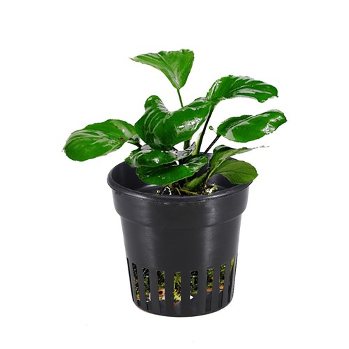 20pcs reusable plastic - reusable,