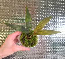 Licuala maculata Very Rare