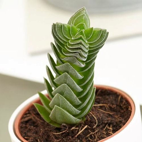 5cm pot 8cm tall - pot, crassula