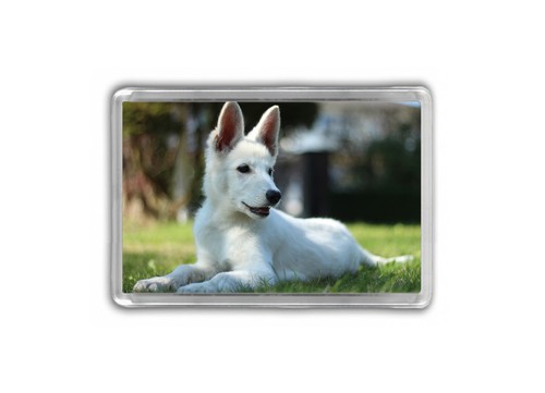 Dog fridge magnets pug - dog,