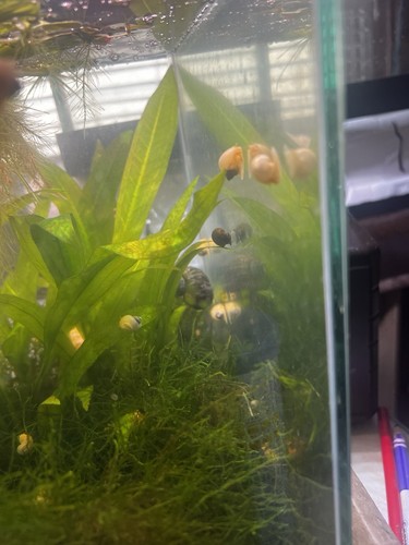 Live mystery snails - live,