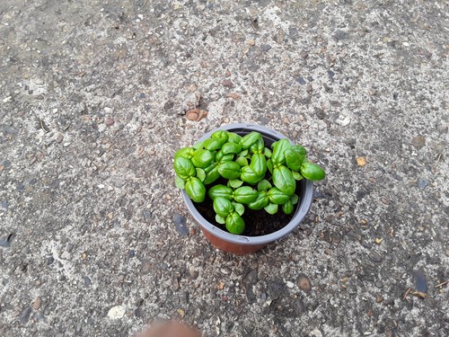 Basil bavires - basil, –