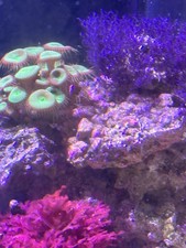 Marine macro algea, Hypnea