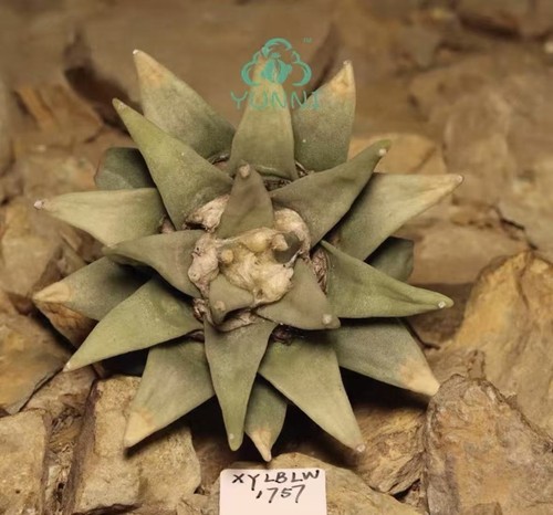 Raresucculent plant godzilla - plant,
