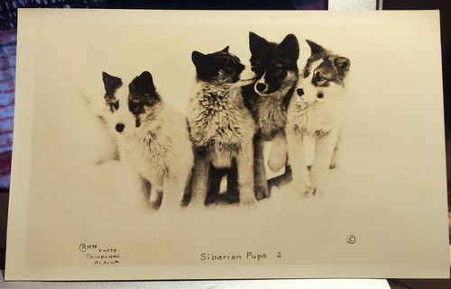 Siberian husky pups - husky,