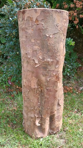 Yew tree hardwood log - , table