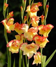 10x Gladiolus Nanus ‘Las