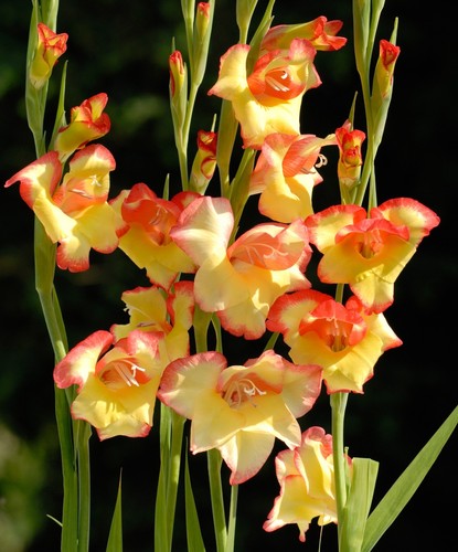 10x gladiolus nanus las - nanus, ‘las