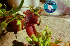 2" Sarracenia Venosa Red