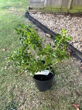 POTTED ROSE 'EXCELSA' Climbing Rose (Red Flower) 3 litre Pot