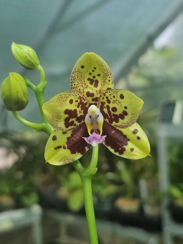 Phalaenopsis mainshow spotted - phalaenopsis,