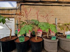 Giant TETRAPANAX REX Hardy