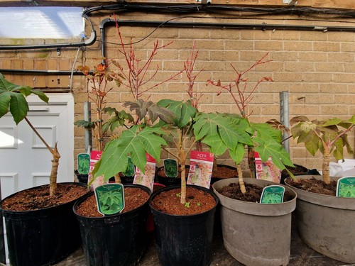 Giant tetrapanax rex hardy - giant,