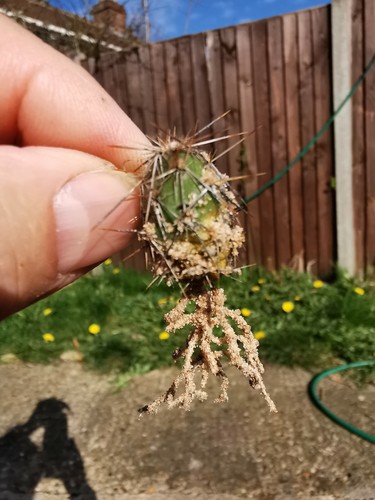 Opuntia fragilis denudata - opuntia, v.