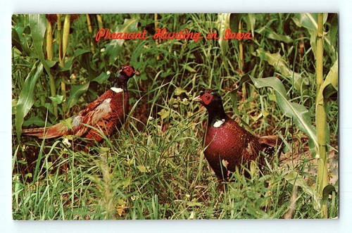 Pheasant hunting iowa - hunting,